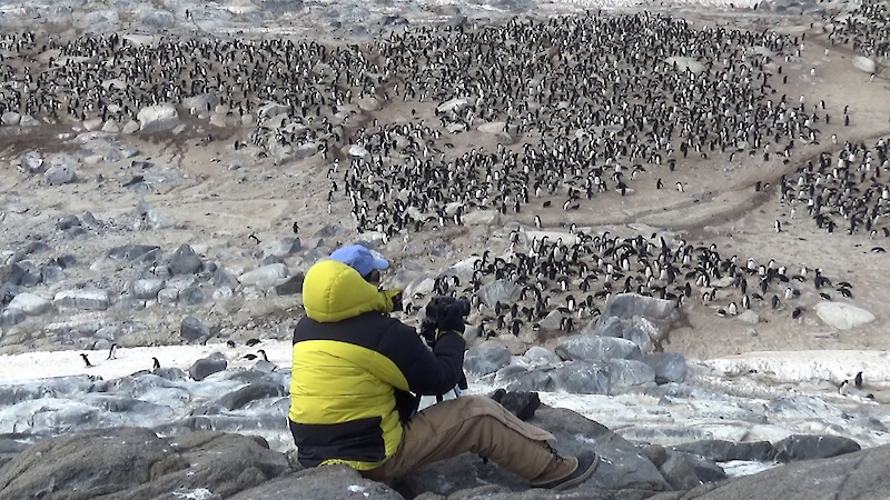 A man sitting on some rocks above an Adelie penguin colony taking a photo of the birds below.