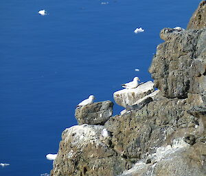 Two birds sitting on two separate rocks at the edge of a cliff.