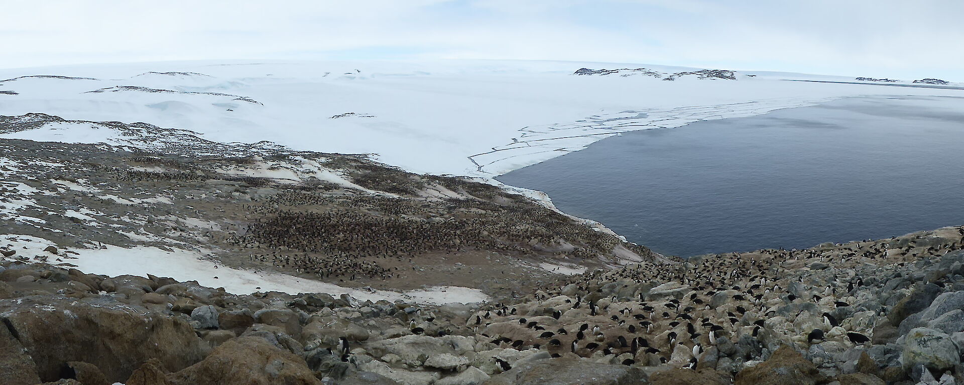 A panoramic view of an Adelie penguin colony stretching down a rocky hill to a large distant grouping of birds at the bottom, beside a bay surrounded by ice.