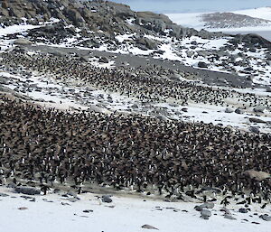 A colony of Adelie penguins amongs rocks and snow.