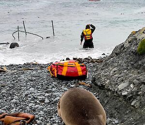 An elephant seal onshore looks towards a man standing in the water who looks at a red IRB offshore. A large red ship is about 500m offshore.