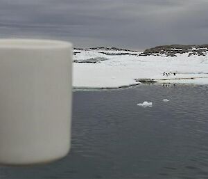 Jess's hand holding a cup of tea in the left foreground, sea ice in the background with penguins to the right hand