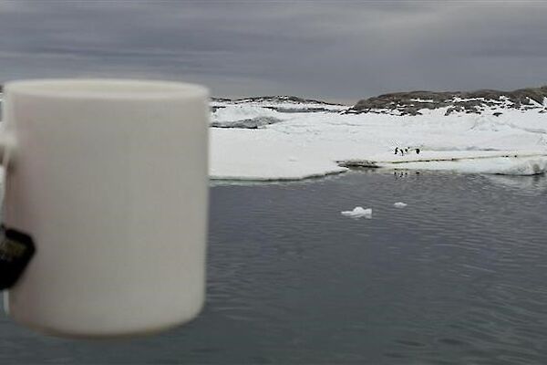 Jess's hand holding a cup of tea in the left foreground, sea ice in the background with penguins to the right hand