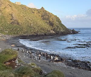 A group of about 30 black, white and yellow king penguins stand on the seashore in a sheltered bay. There is a tussock covered rocky hill in the background with a hut on it.