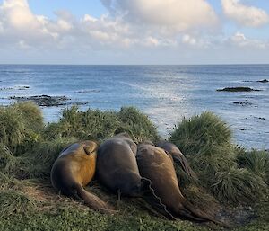 Four elephant seals sleep side by side on a tussock covered mound that looks out over the calm ocean.