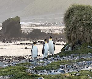 Three black, white and gold king penguins walk together along the pebbly seashore. In the background are steep green hills abutting the seashore with more penguins.