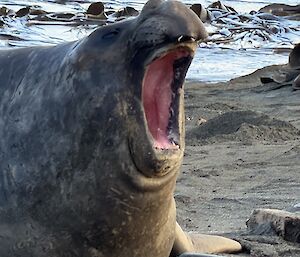 A large elephant seal on the seashore with its mouth fully open as though roaring