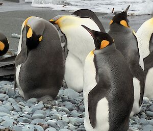 Six black, white and gold King Penguins stand on the pebbly seashore preening their feathers.