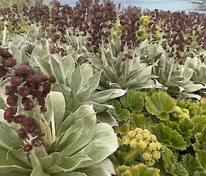 Silver-green leafed plants with burgundy coloured flower heads on stalks (Pleurophyllum hookeri) next to a patch of darker green coloured leafed plants with yellow flowers on stalks (Stilbocarpa polaris).