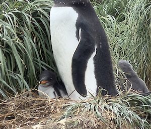 An adult black and white penguins with an orange beak stands in a nest with a small chicks on either side.