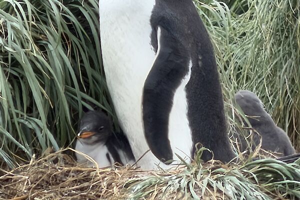 An adult black and white penguins with an orange beak stands in a nest with a small chicks on either side.
