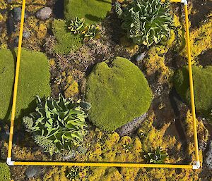 A lush green cushion plant and another green one that looks like cabbage