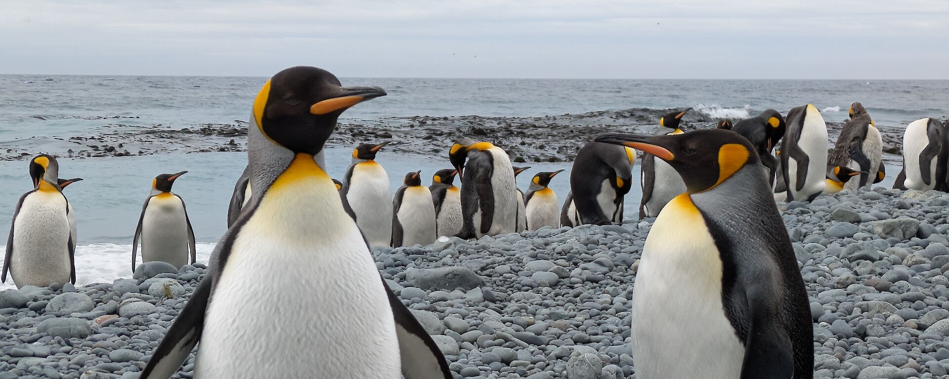 Black, white and gold King Penguins stand on a pebbly seashore with the ocean in the background