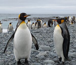 Black, white and gold King Penguins stand on a pebbly seashore with the ocean in the background
