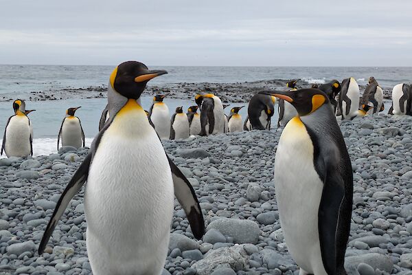 Black, white and gold King Penguins stand on a pebbly seashore with the ocean in the background