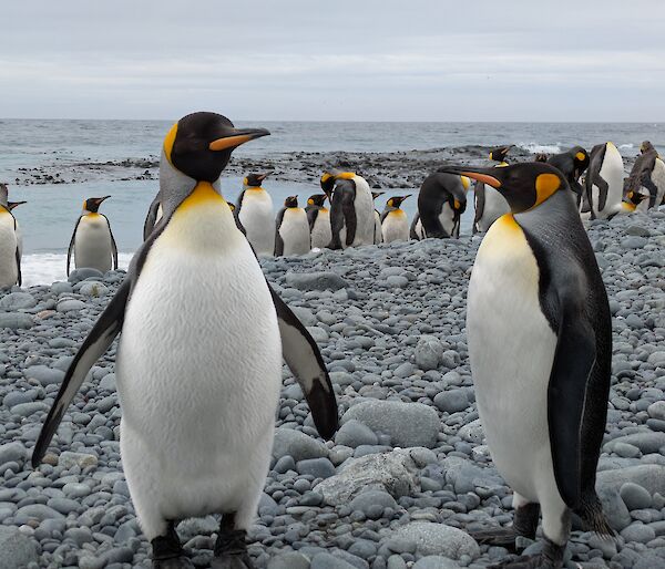 Black, white and gold King Penguins stand on a pebbly seashore with the ocean in the background