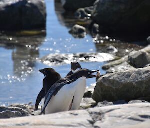 Three penguins in sun, pictured in the foreground, with water and some rocks in the background.