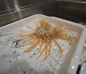 A large orange sea creature with lots of legs