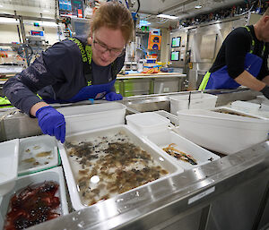 A woman and a man in blue gloves, examine creatures in water in white trays in a laboratory setting