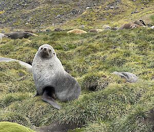 A big chunky fur seal sitting on tussock grass with lots more in the background