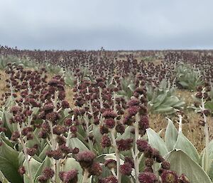 A field of light green leaved plants each with red flowers on stalks.