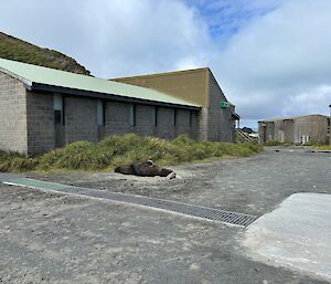 A New Zealand Sea Lion lies asleep in the dirt in a large open area between buildings where a cricket match was to be played.
