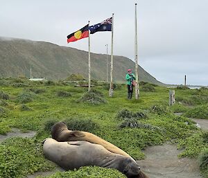 A person raises the Torres Strait Islander Flag. to the left of the person are two flags already raised, the Australia Flag and the Aboriginal Flag. There are two seals on the ground in the foreground.