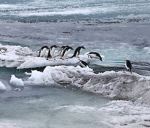 A small group of Adelie penguins on an ice floe. One is about to jump into the water, while the rest look ready to follow.