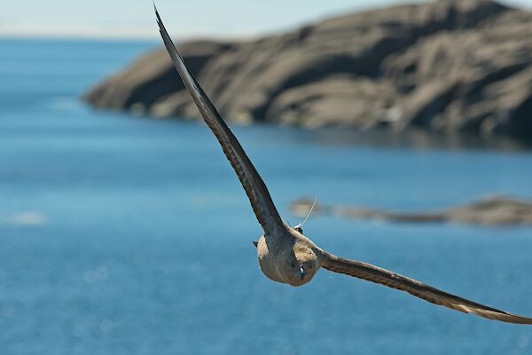 A bird with its wings outstretched in flight, with a rocky coastline behind. The bird has a small satellite tracker on its back.
