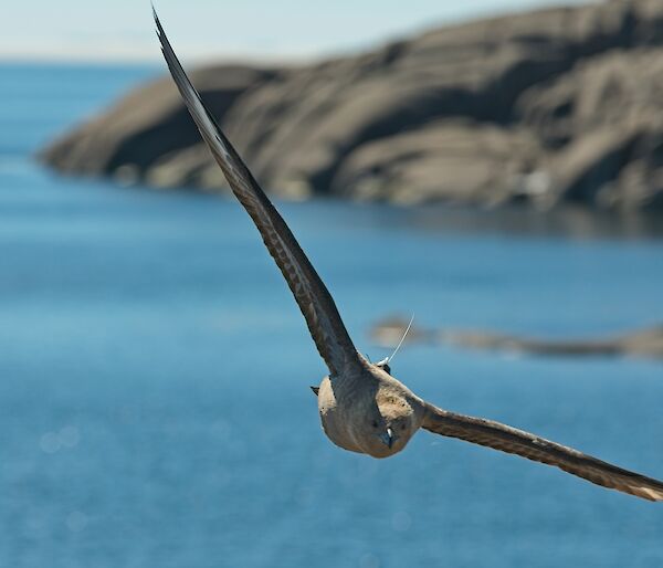 A bird with its wings outstretched in flight, with a rocky coastline behind. The bird has a small satellite tracker on its back.