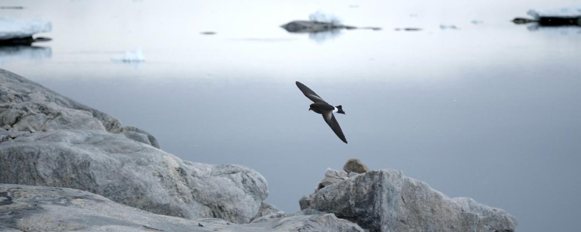 A black and white petrel flies over grey rocks, with a calm, grey bay behind.
