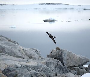 A black and white petrel flies over grey rocks, with a calm, grey bay behind.