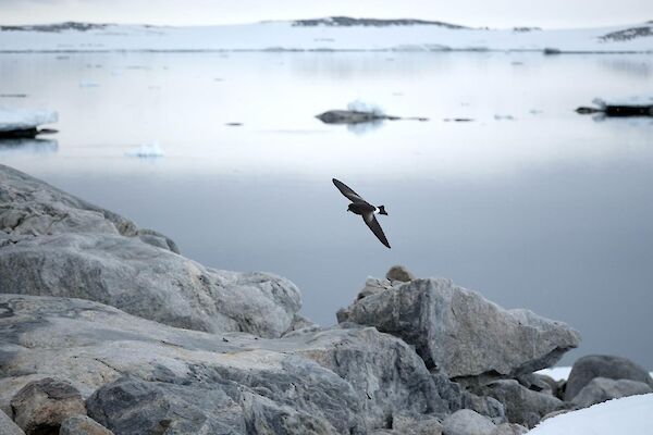 A black and white petrel flies over grey rocks, with a calm, grey bay behind.