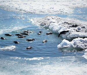 A group of penguins swimming in a small circle of water, surrounded by sea ice.