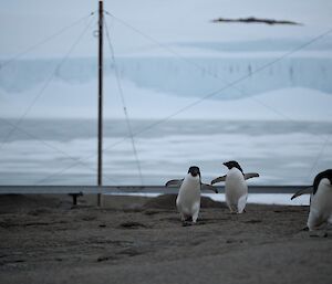Three adelie penguins walking towards the camera, with an ice cliff in the background