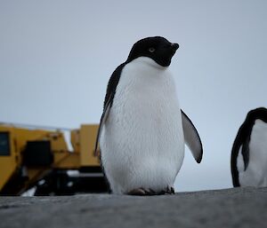 View from below of two Adelie penguins. A yellow vehicle is in the background.