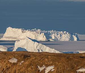 Multiple large icebergs sit in a frozen sea with brown rock in the foreground and a blue sky in the background