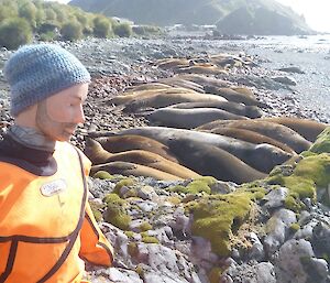 A life sized dummy used for emergency training wears a handmade beanie, made with various shades of blue and grey, while posing on a pebbly beach covered in sleeping elephant seals.
