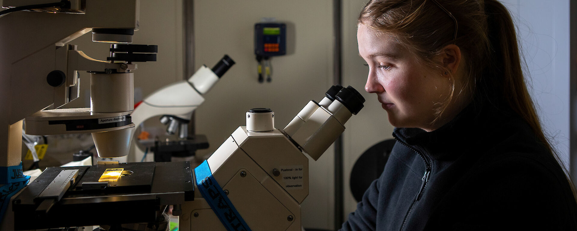A scientist looks into a microscope