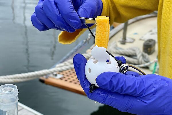 A piece of sponge being inserted into a small plastic ball with holes in it. The ball is the size of a golf ball.