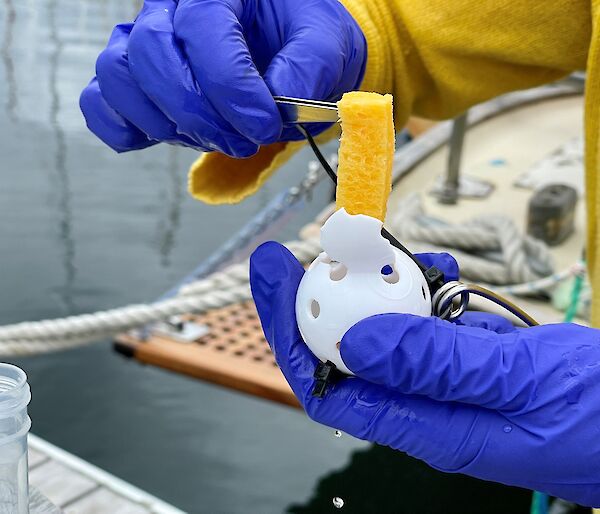 A piece of sponge being inserted into a small plastic ball with holes in it. The ball is the size of a golf ball.