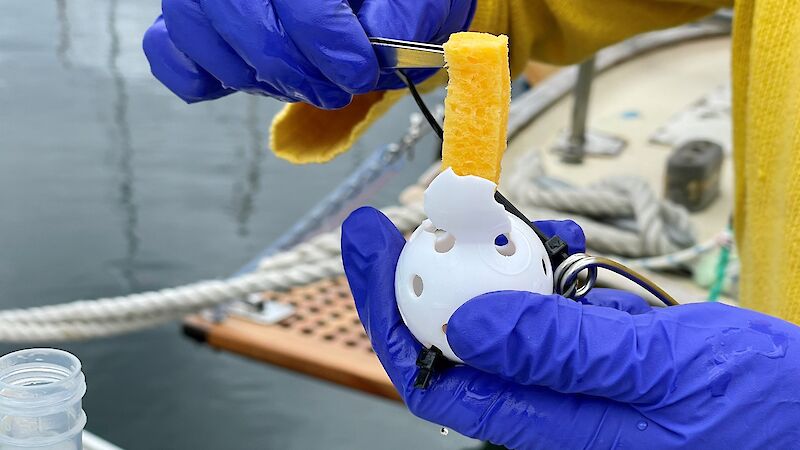 A piece of sponge being inserted into a small plastic ball with holes in it. The ball is the size of a golf ball.