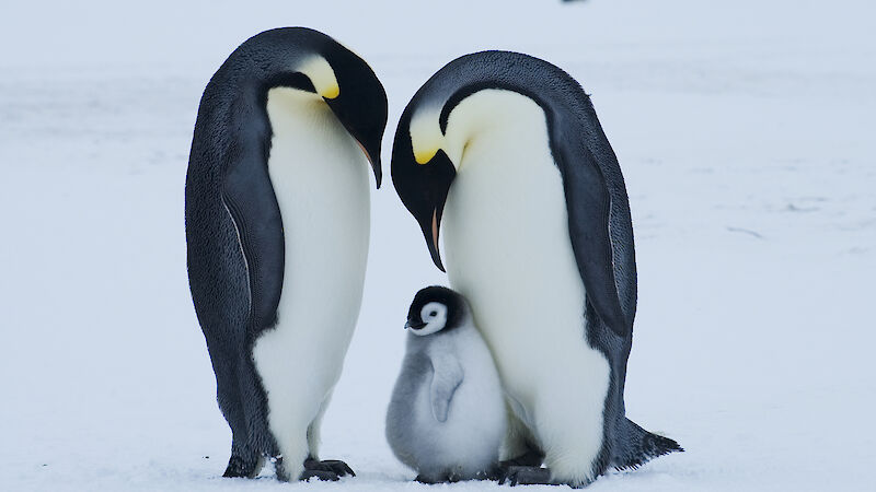 Emperor penguin pair and large chick at Auster Rookery