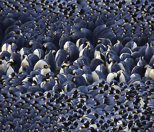 An emperor penguin huddle.