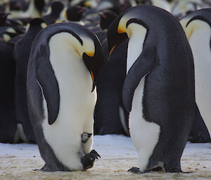 Emperor penguin at Auster Rookery with chick on feet.