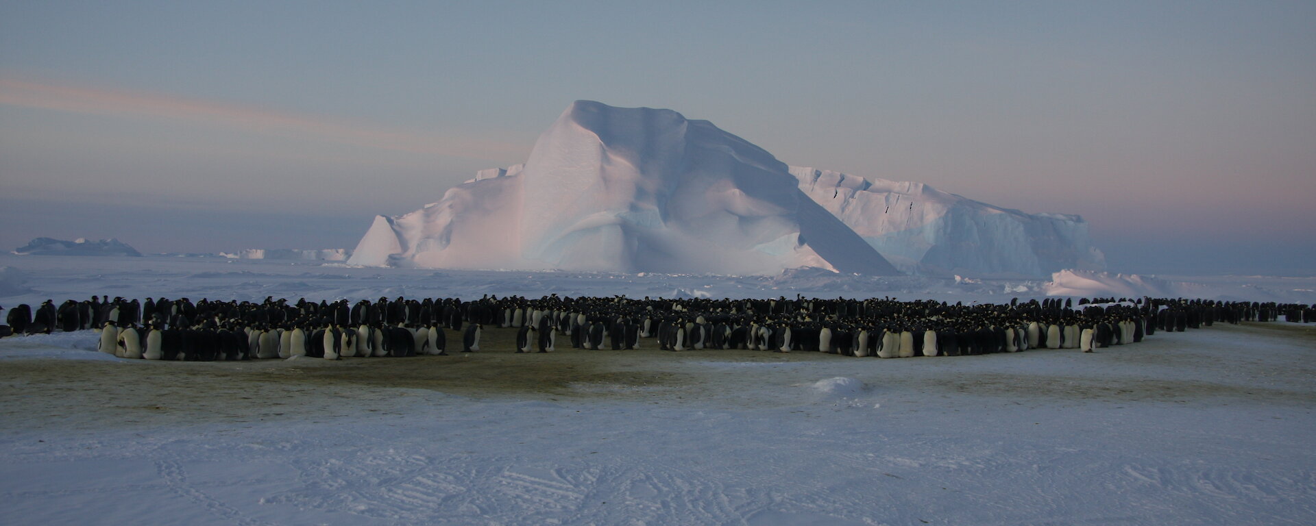 Male emperor penguins in a huddle at Auster Rookery.