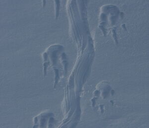Emperor penguin tracks in the snow