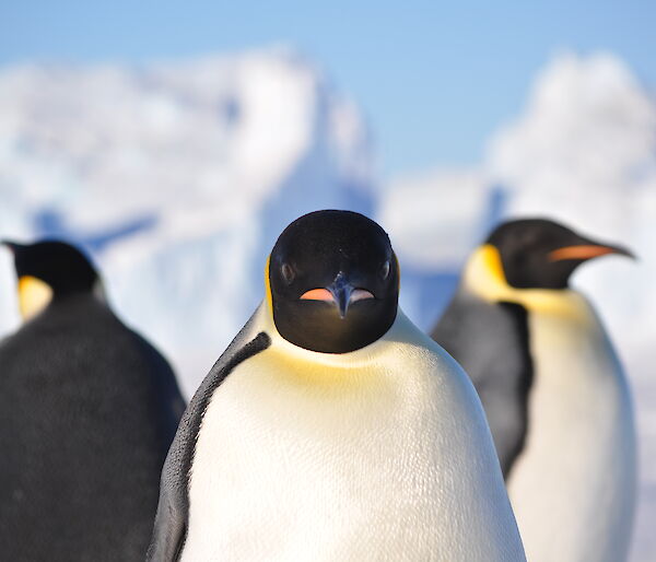 Three healthy Emperor penguins